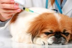 На ветучастке продолжается бесплатная вакцинация